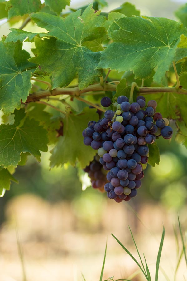 cave_cavillargues_grappes_c_800px